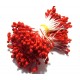 (10 buc.) Stamine rosii perlate 3-4mm
