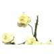 (12 buc.) Trandafiri artificiali ivory 2cm/8cm