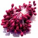 STA4-5mm-23 - (10 buc.) Stamine rosu magenta perlat 4-5mm