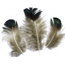 PD05 - Pene decorative naturale 4-9cm