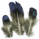 PD06 - Pene decorative naturale 4-13cm