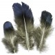 PD06 - Pene decorative naturale 4-13cm