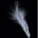 Pene marabu bleu 12-18cm